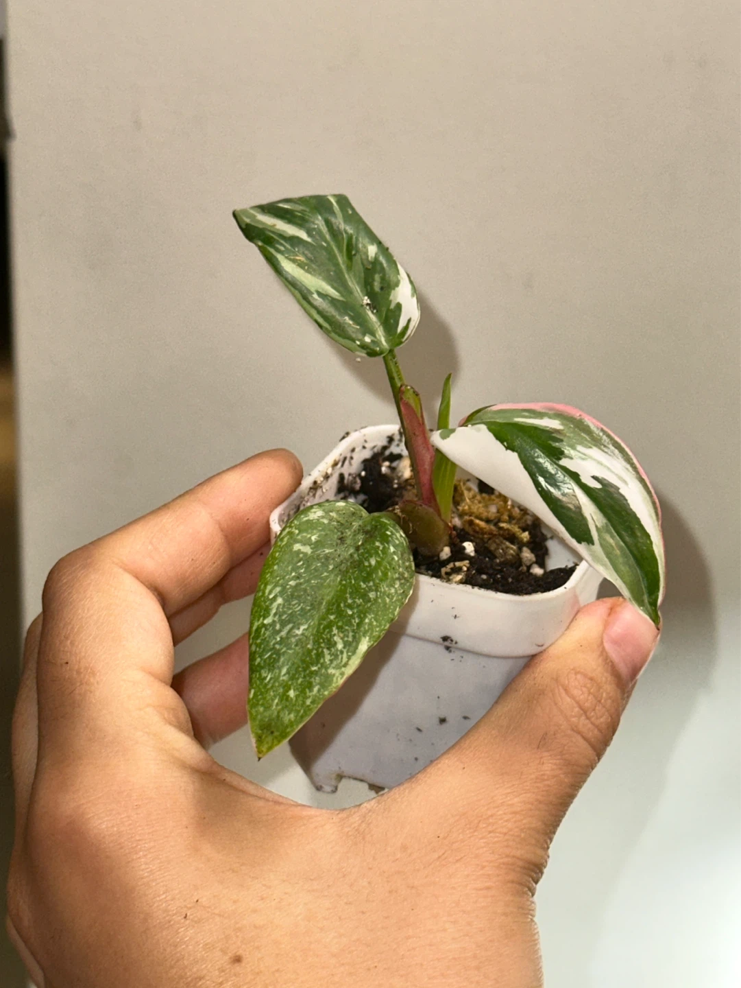 Philodendron White Princess Plant - photo 2