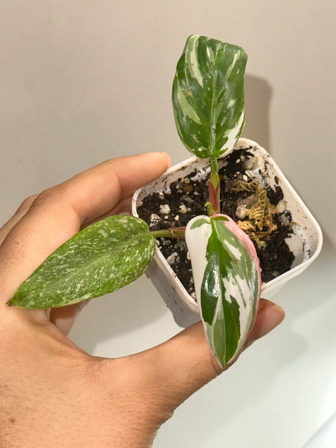 Philodendron White Princess Plant