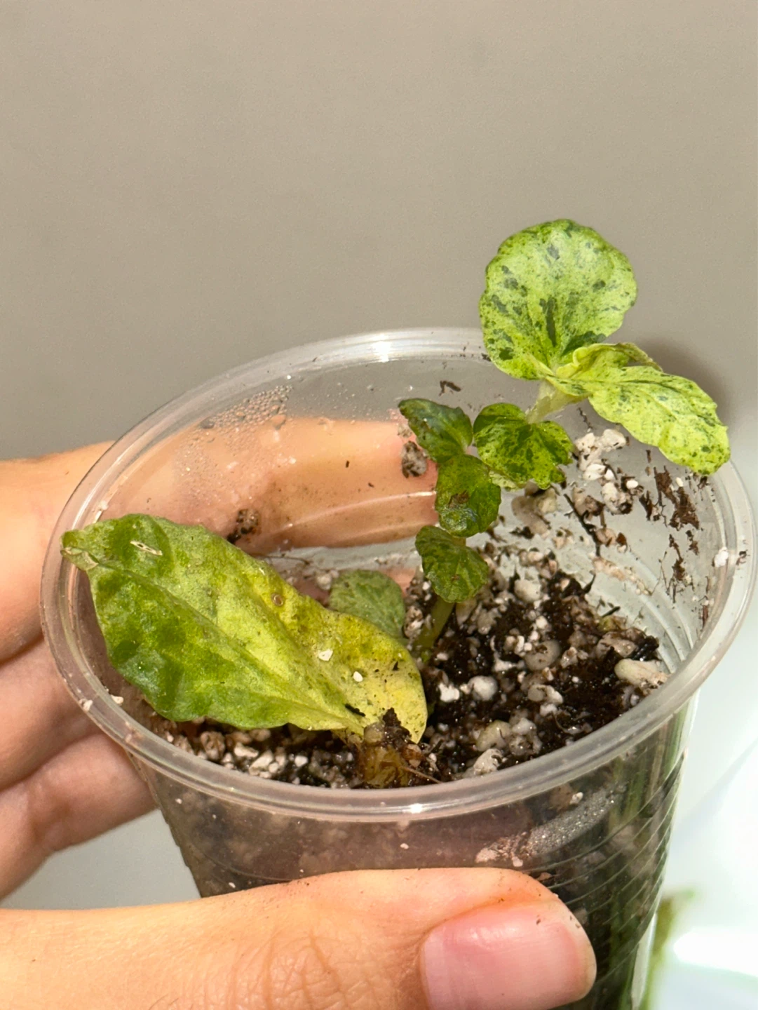 Pellonia Repens Variegata Plant - photo 2