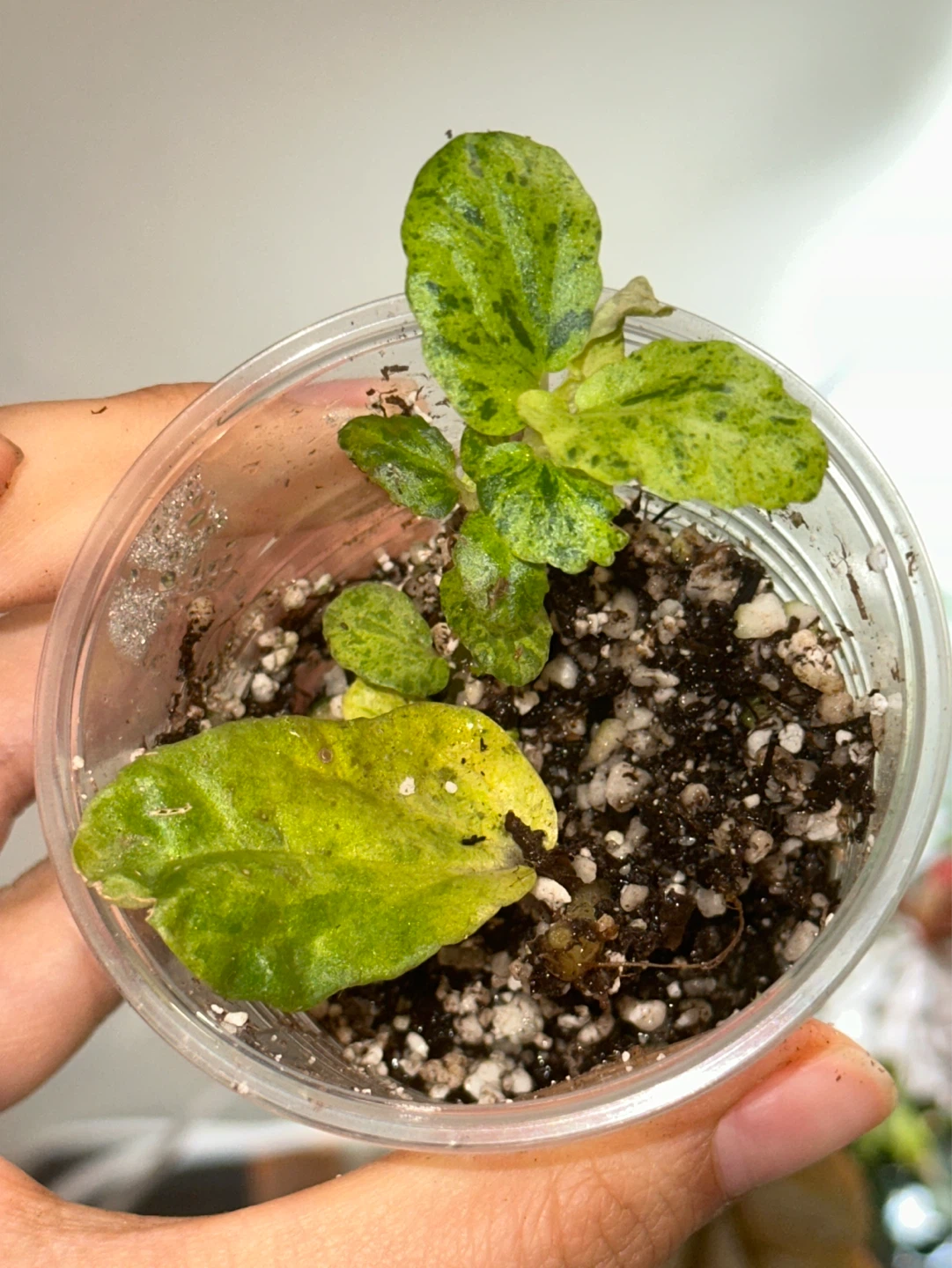 Pellonia Repens Variegata Plant