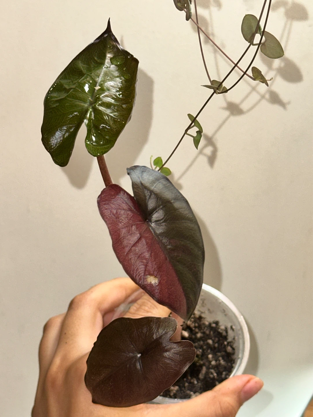 Alocasia Serendipity Variegated Plant