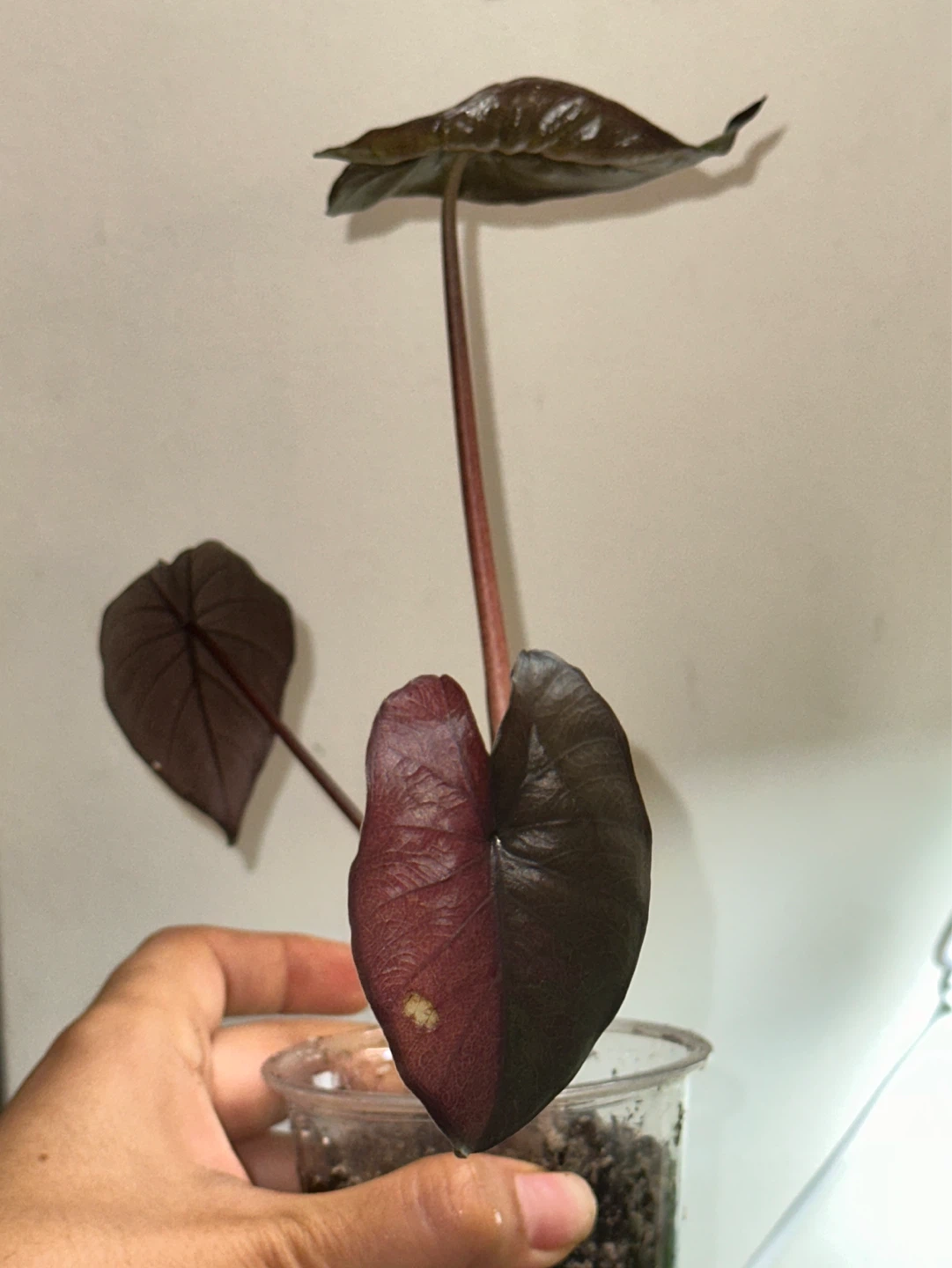 Alocasia Serendipity Variegated Plant - photo 2