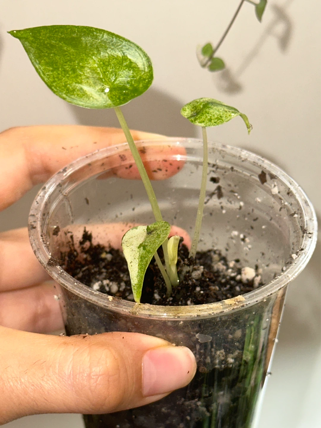 Alocasia Cucullata Variegated Plant - photo 2