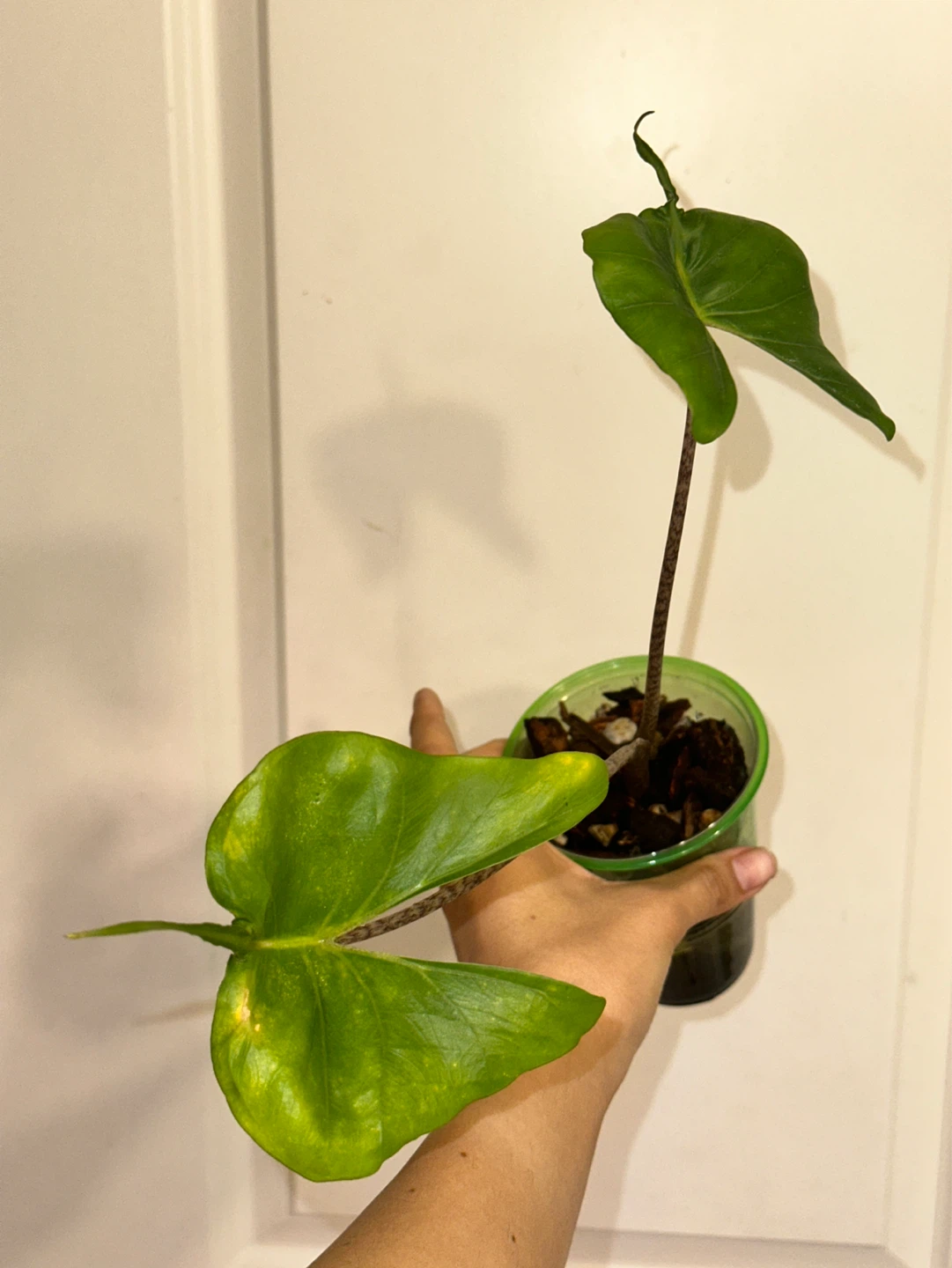 Alocasia Stingray Plant - photo 2