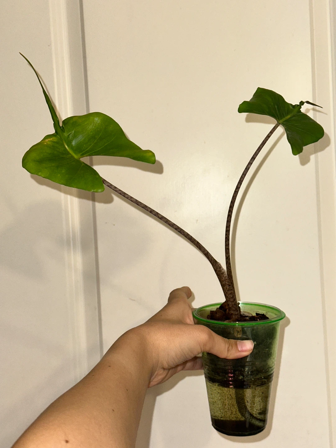 Alocasia Stingray Plant