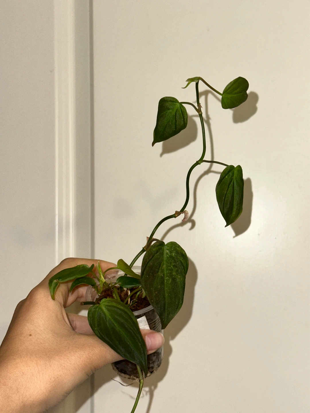 Philodendron Micans Plant - photo 2