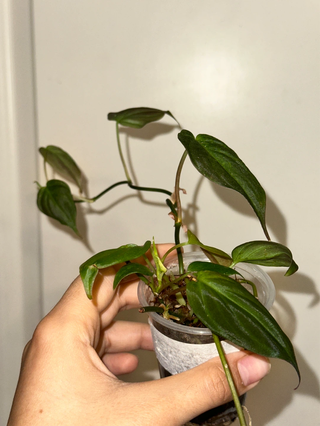 Philodendron Micans Plant