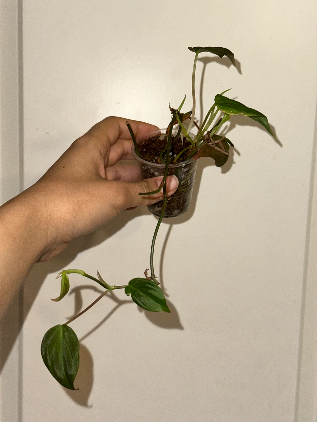 Philodendron Micans Plant - photo 2