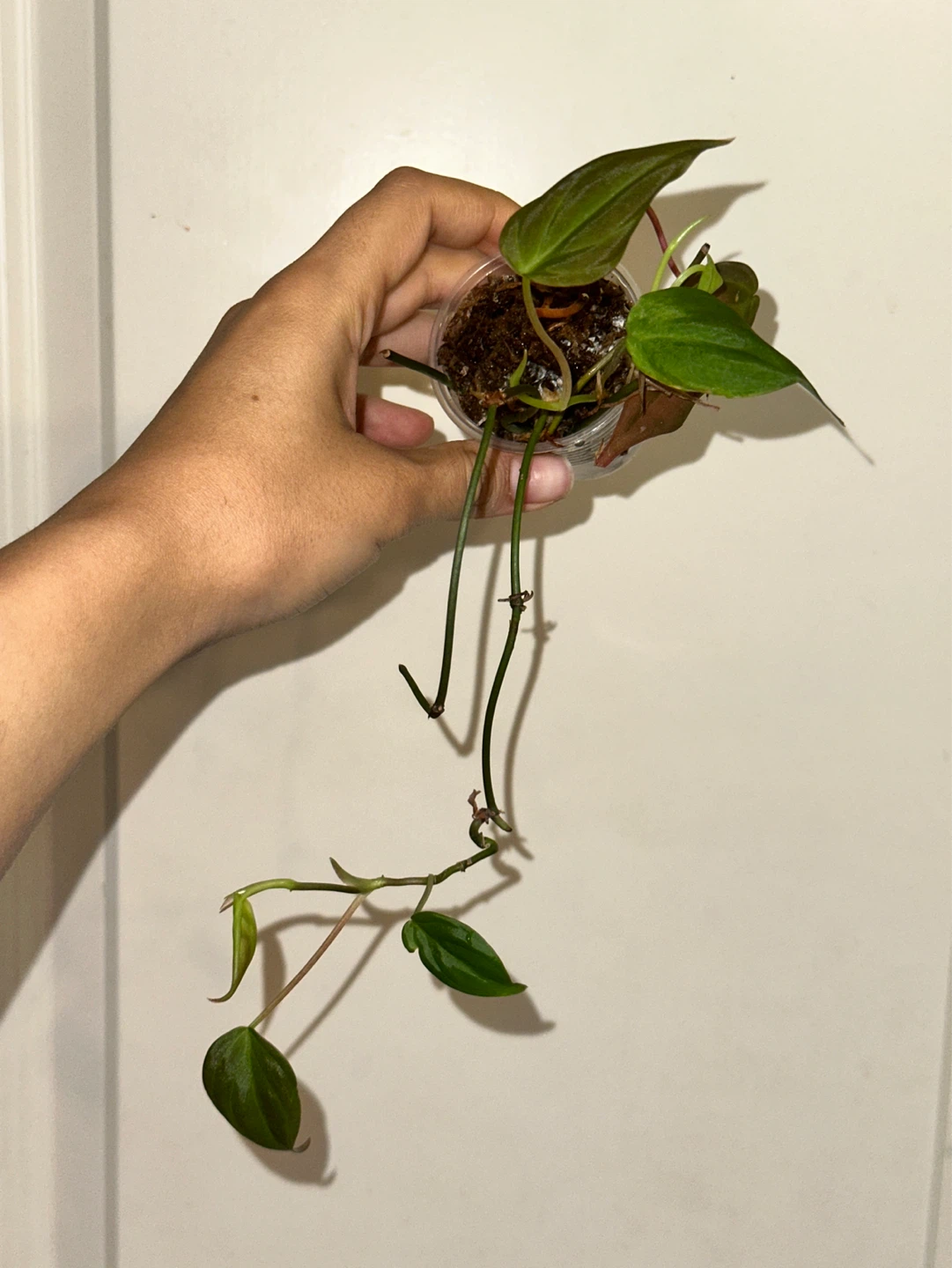 Philodendron Micans Plant