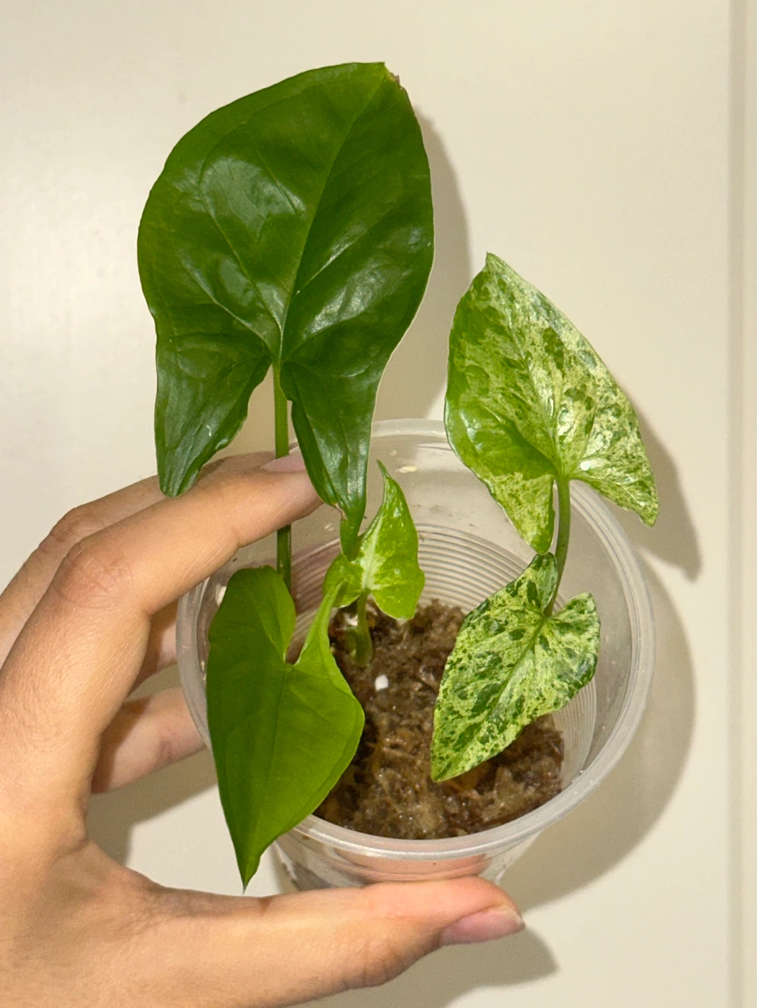 Syngonium Plant Bundle