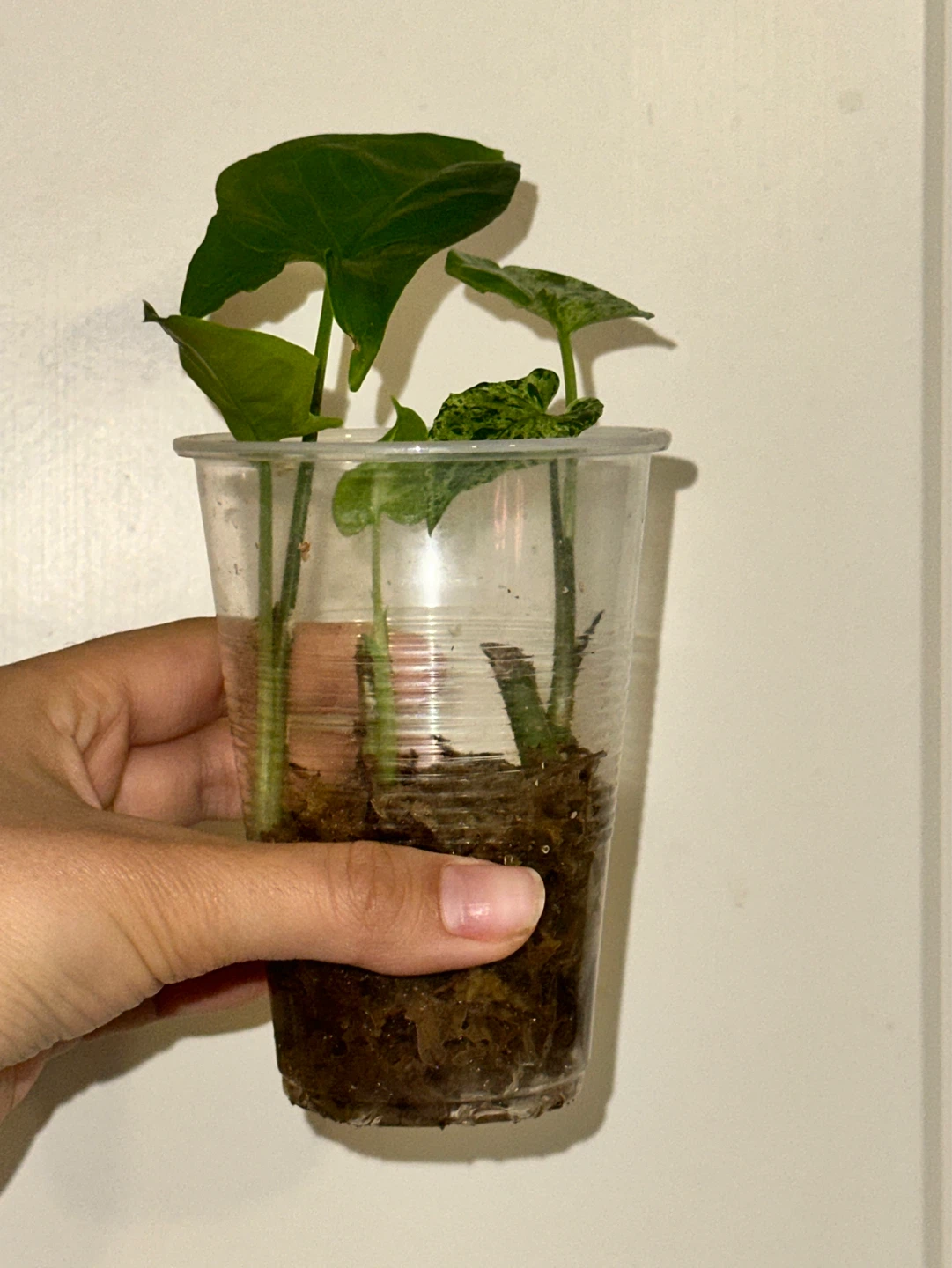 Syngonium Plant Bundle - photo 2