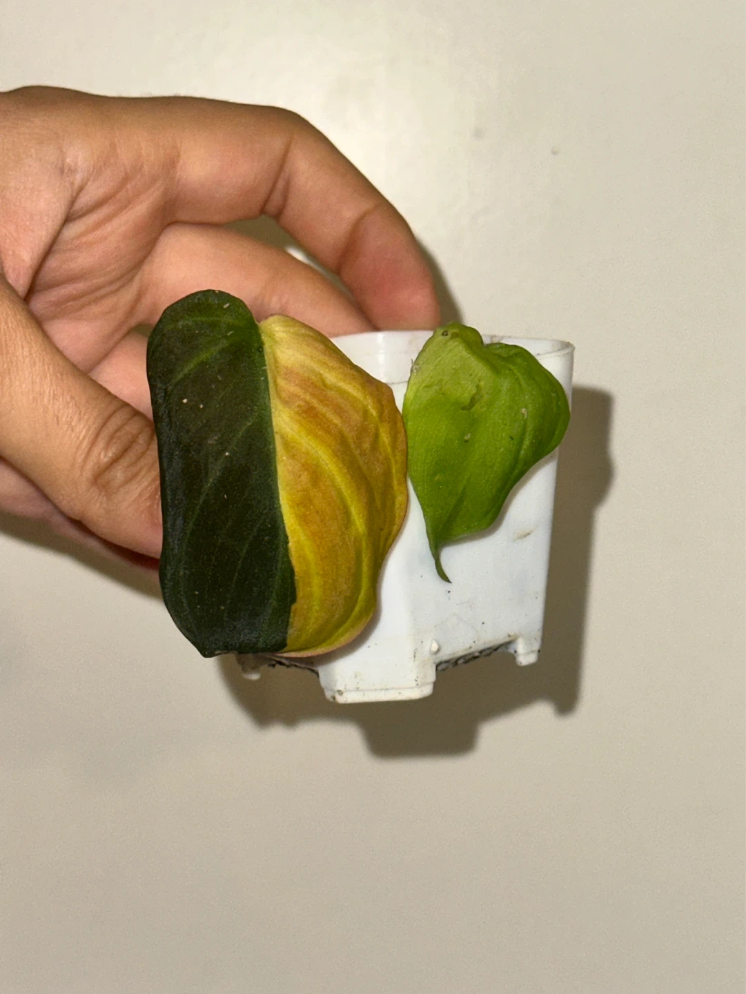 Philodendron Micans Variegated Plant