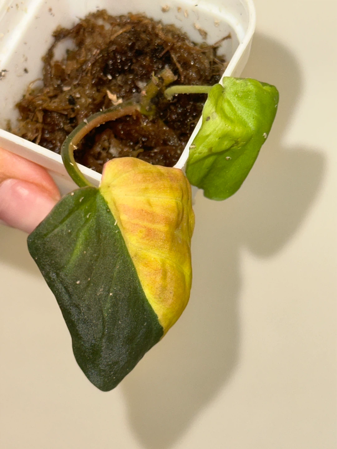 Philodendron Micans Variegated Plant - photo 2