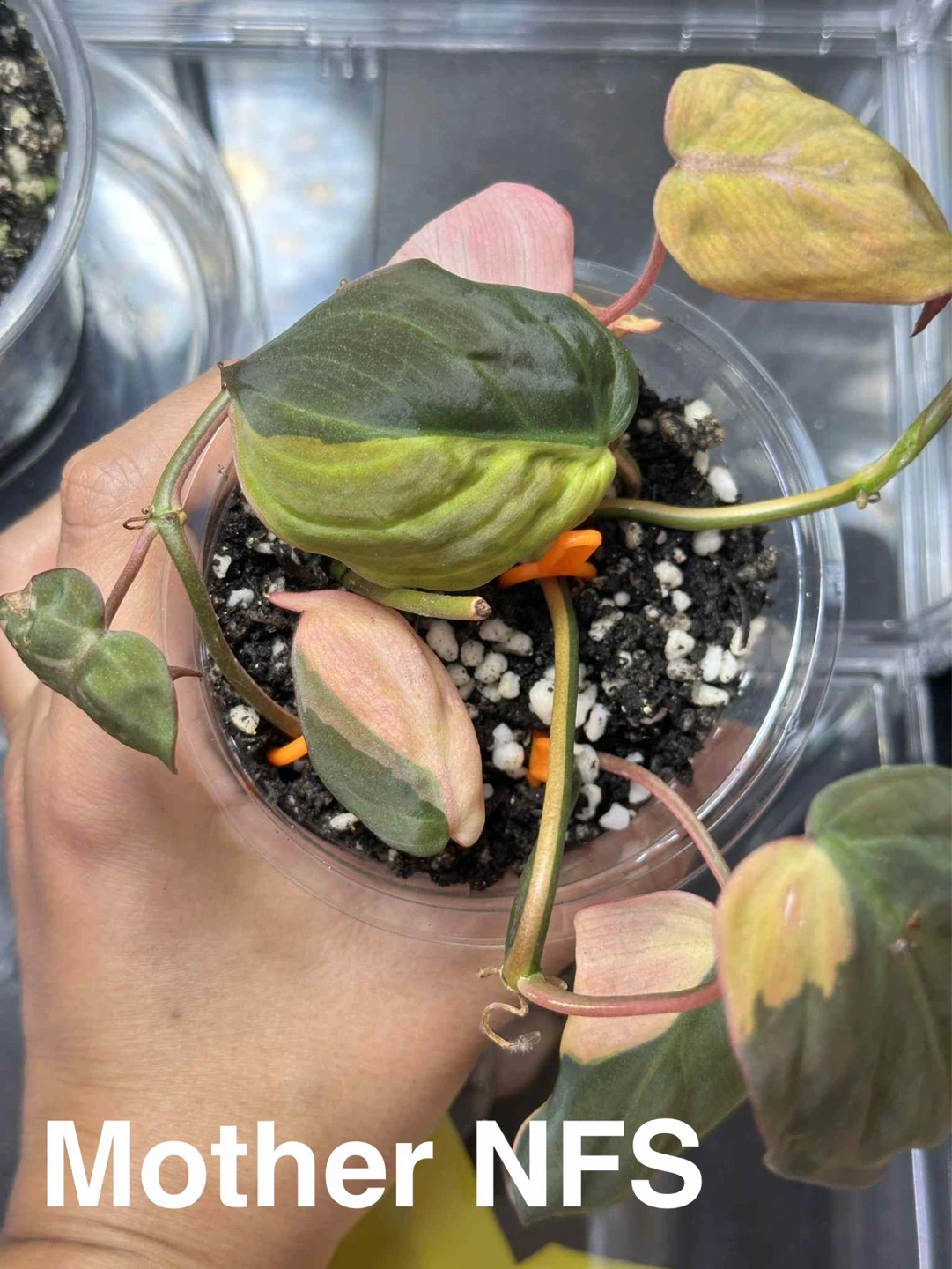 Philodendron Micans Variegated Plant - photo 3