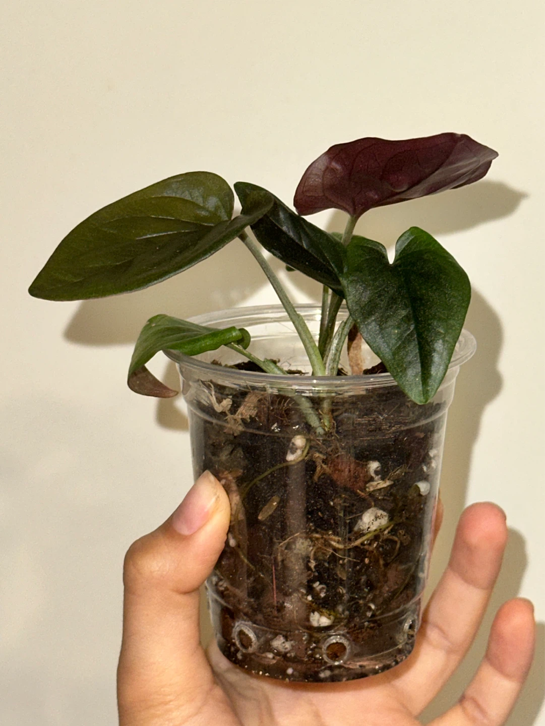 Syngonium Erythrophyllum Plant - photo 3