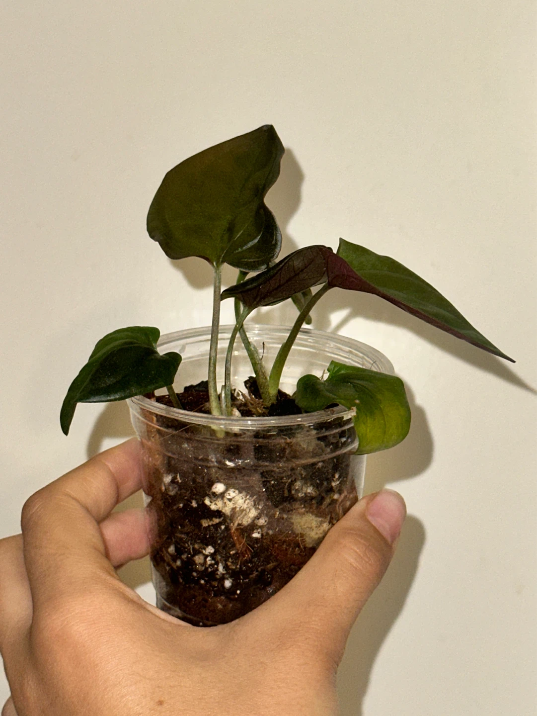 Syngonium Erythrophyllum Plant - photo 2