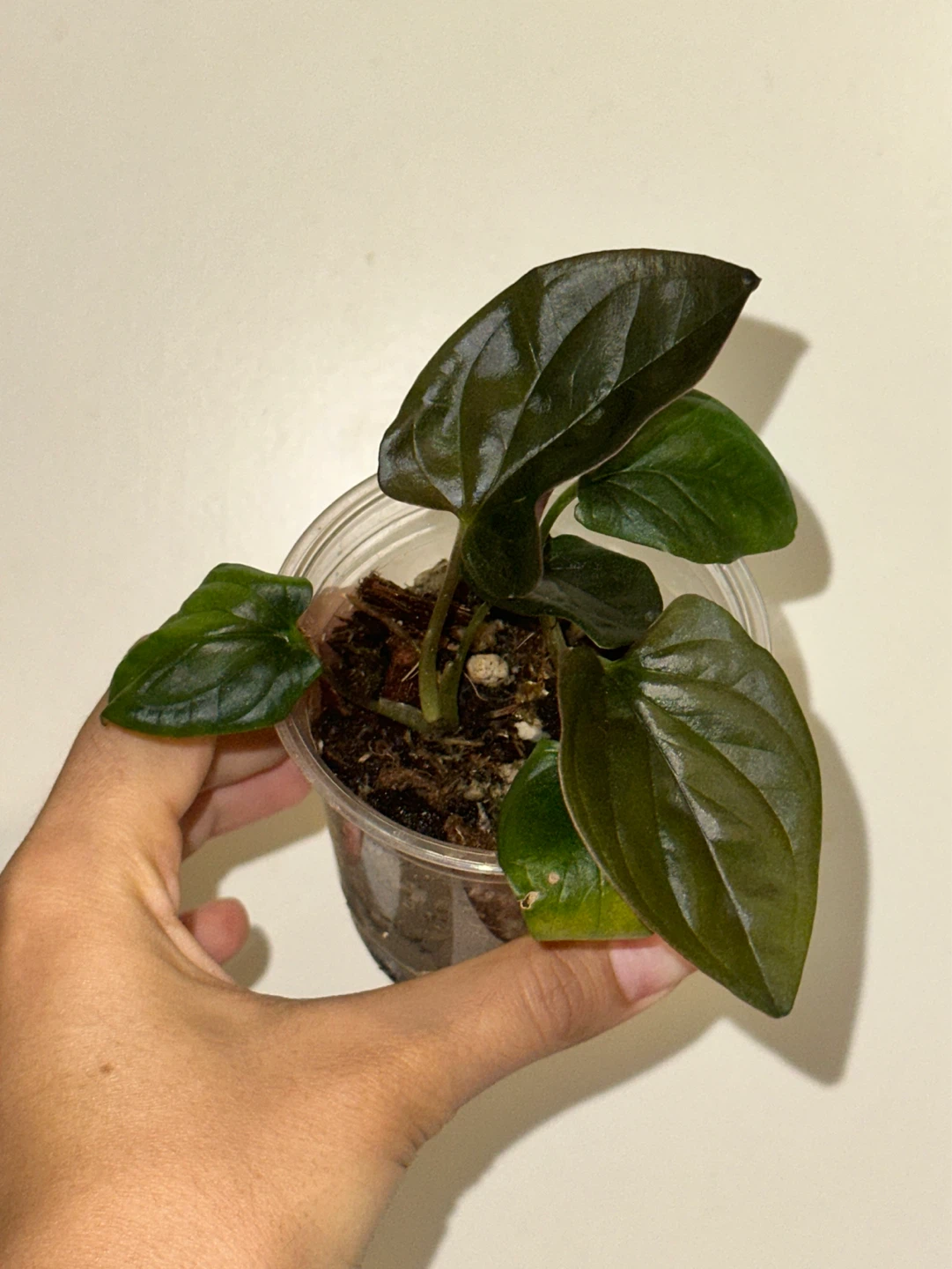 Syngonium Erythrophyllum Plant