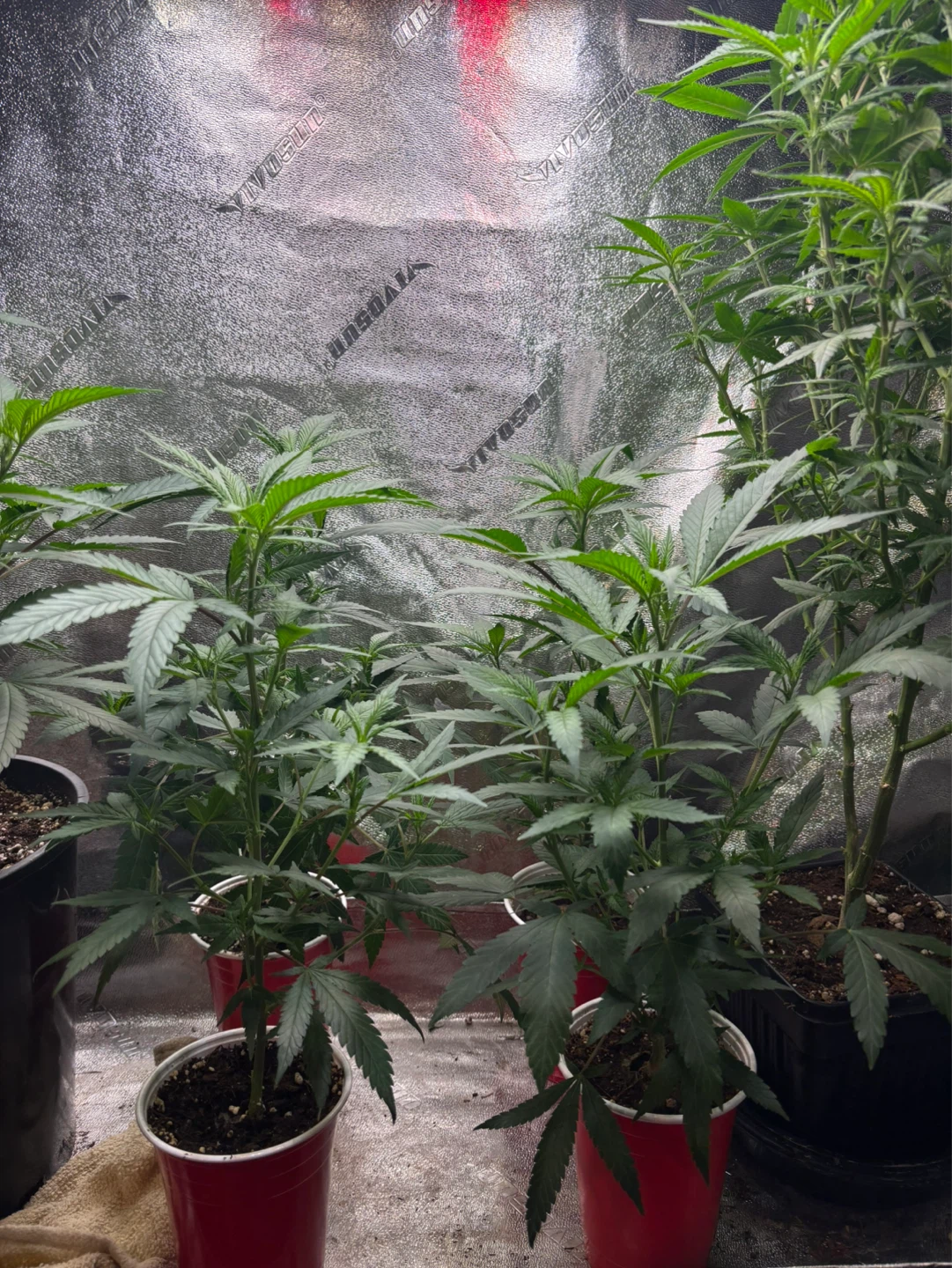 Plants. Clones  seeds - photo 3