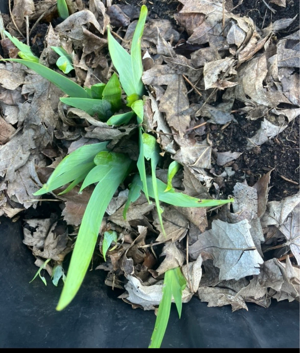 Iris flower Rhizome (Yellow - Red color )perennial plant - photo 4