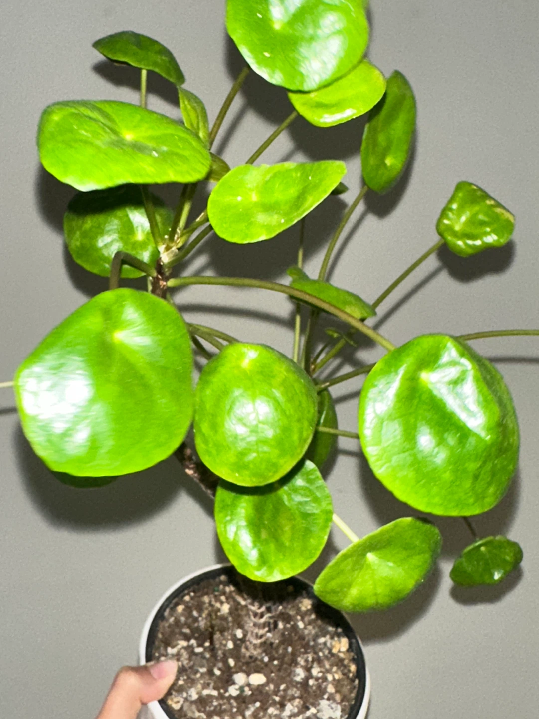 Pilea Peperomiodes Plant - photo 3