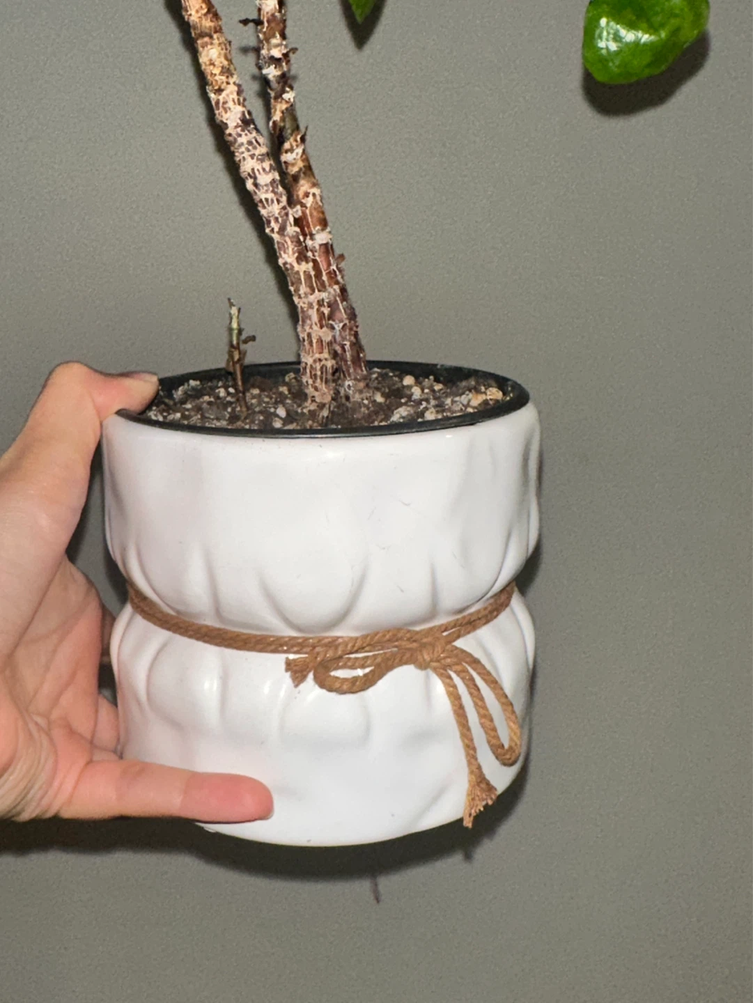 Pilea Peperomiodes Plant - photo 5