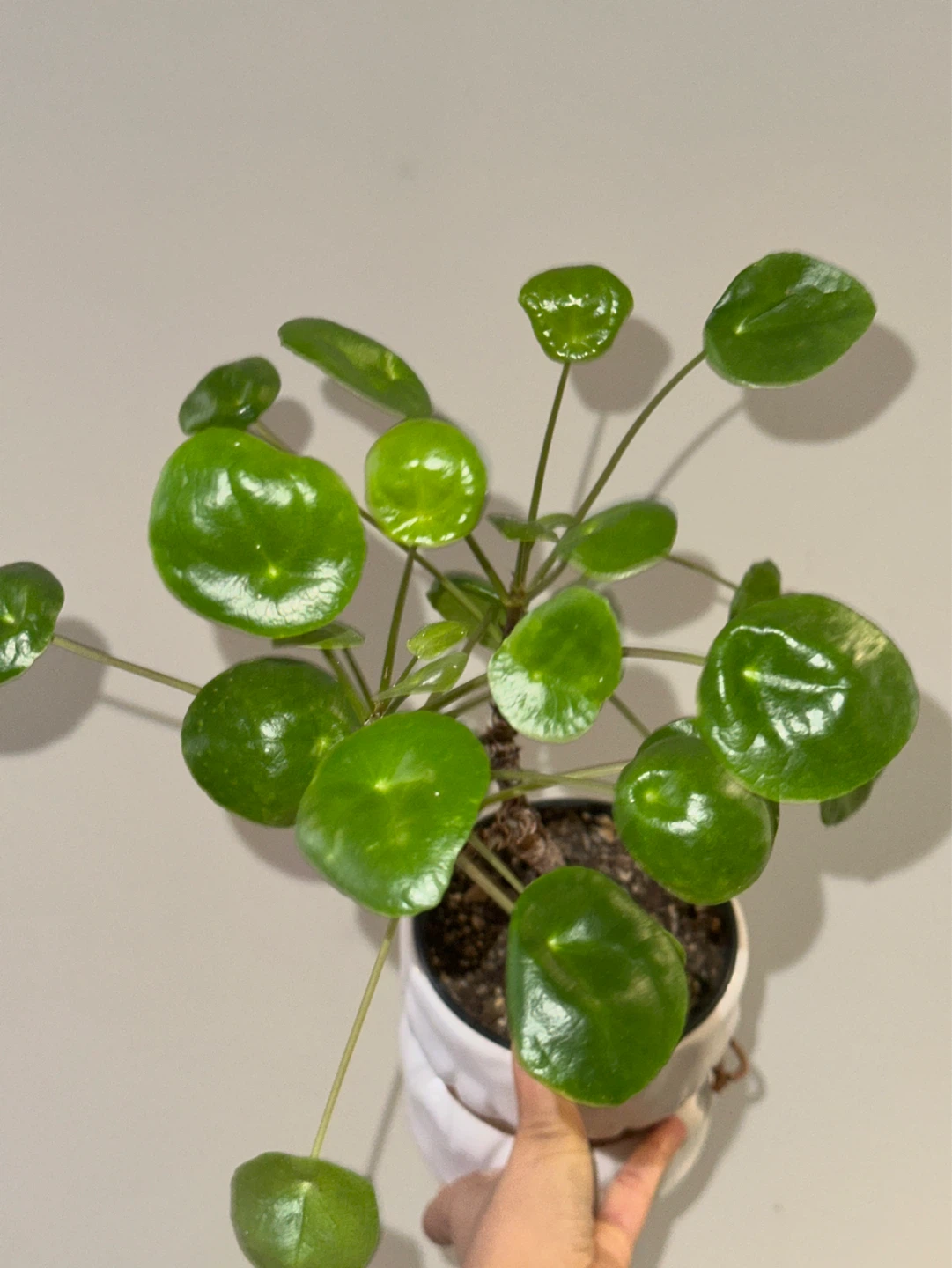 Pilea Peperomiodes Plant