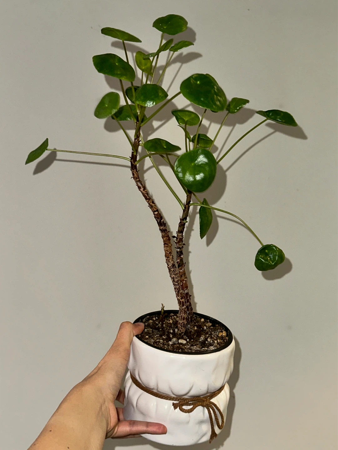 Pilea Peperomiodes Plant - photo 2