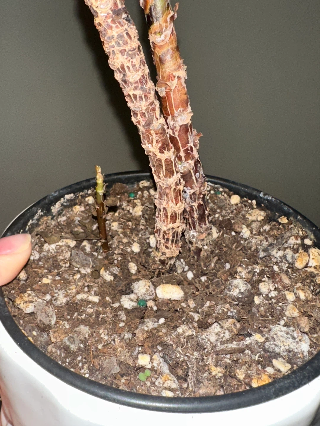 Pilea Peperomiodes Plant - photo 4