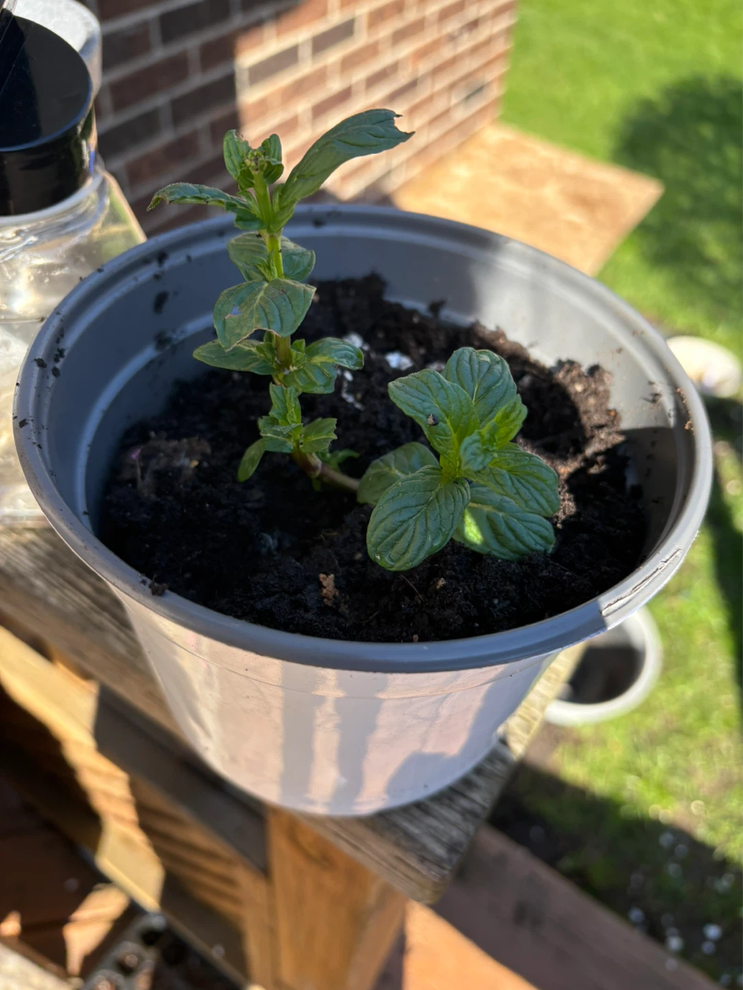 Mint Plant in Pot