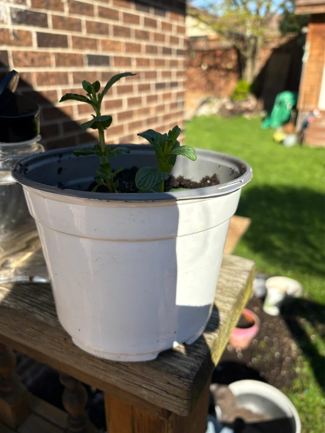 Mint Plant in Pot - photo 2
