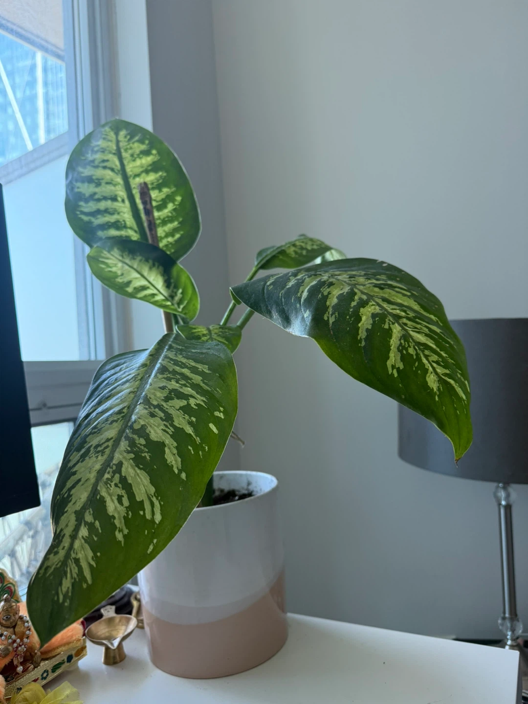 Indoor Dieffenbachia plant