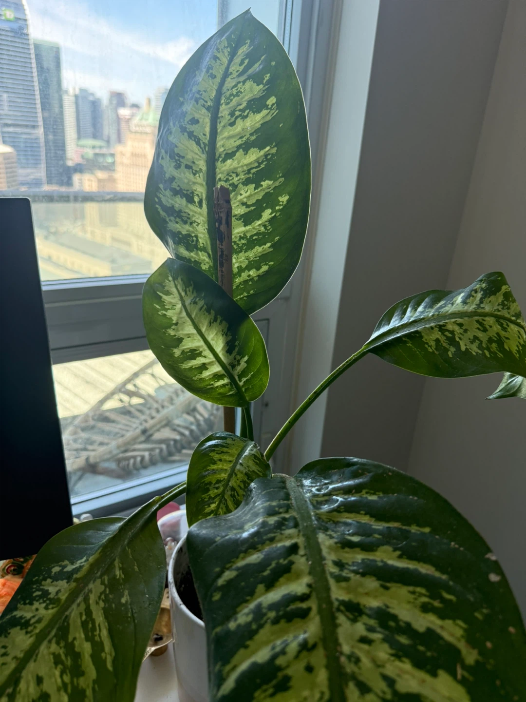 Indoor Dieffenbachia plant - photo 2