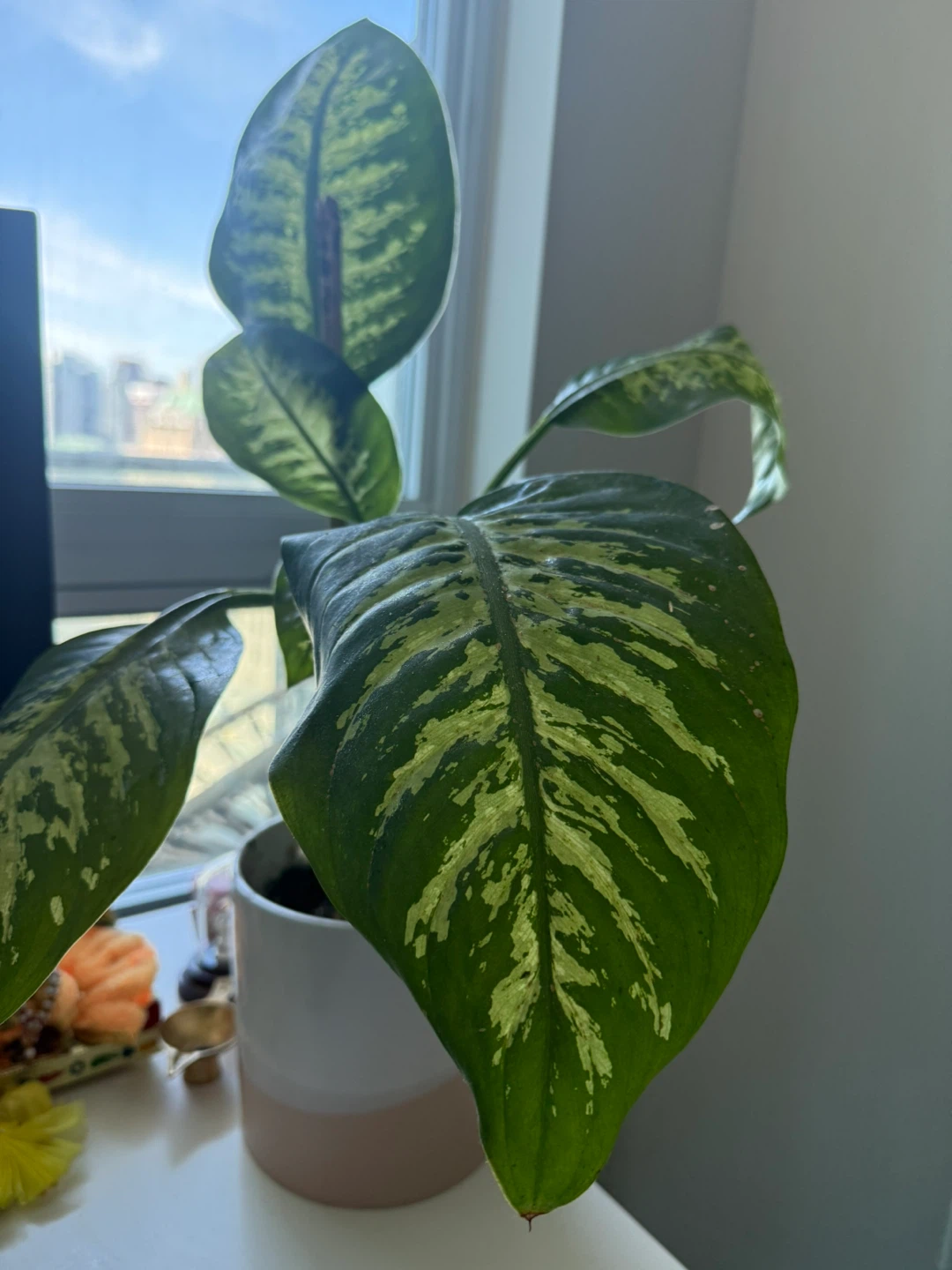Indoor Dieffenbachia plant - photo 3