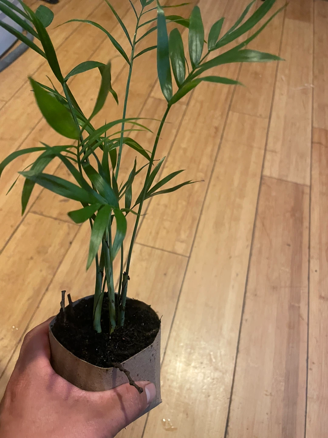 Parlor Palm Plant