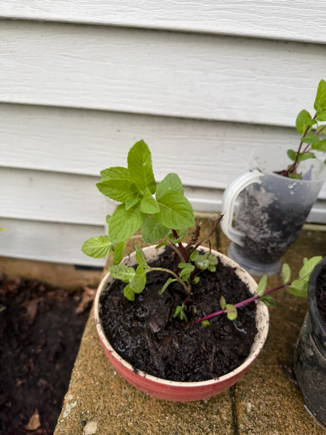 Mint Plants - Multiple Pots organic $5ea - photo 4
