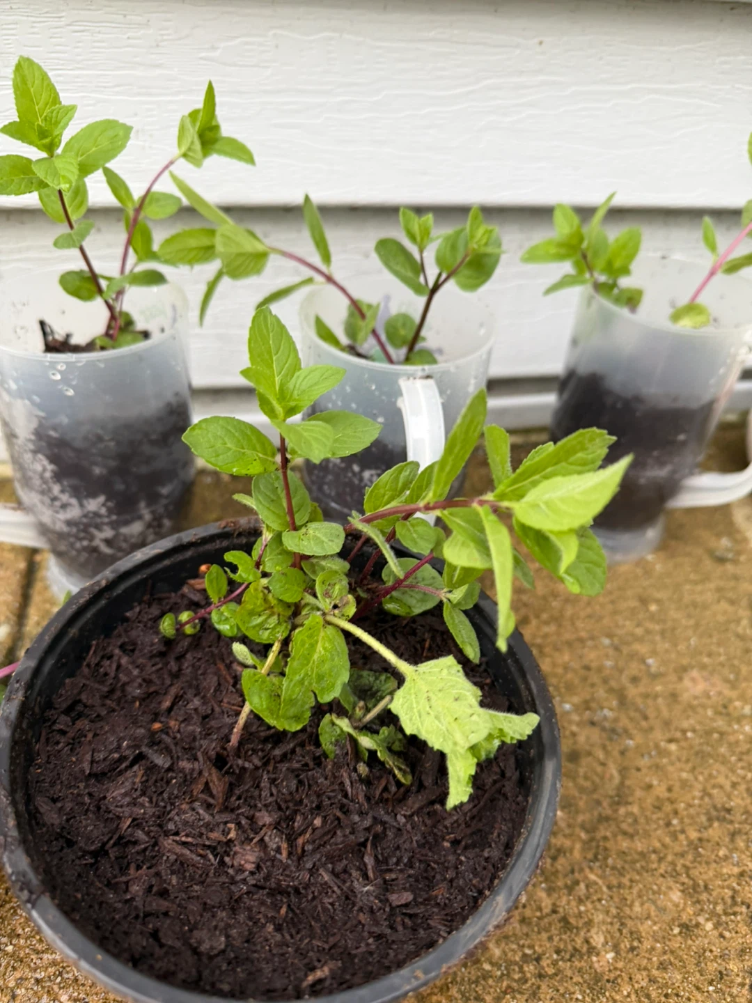 Mint Plants - Multiple Pots organic $5ea