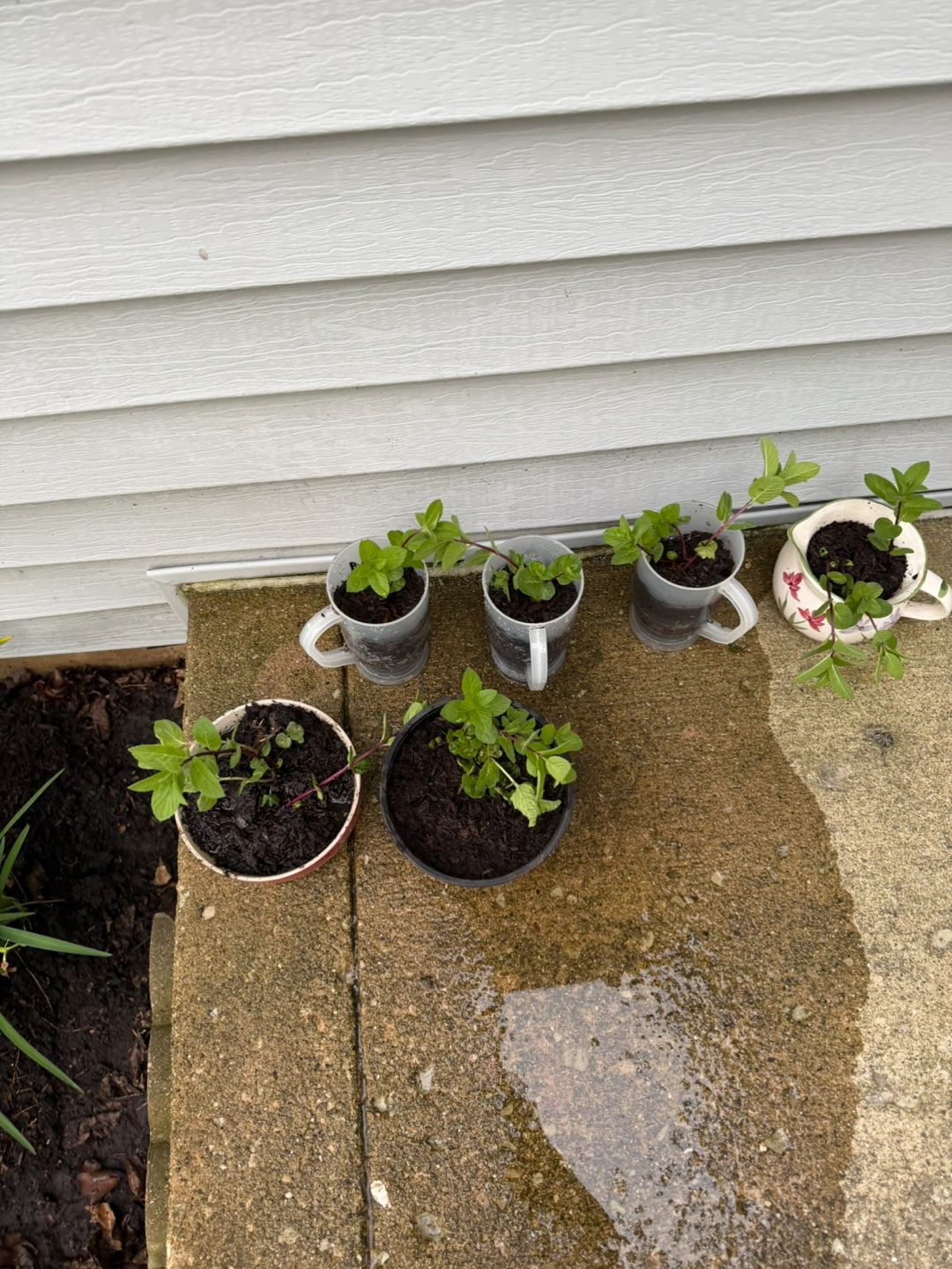 Mint Plants - Multiple Pots organic $5ea - photo 5