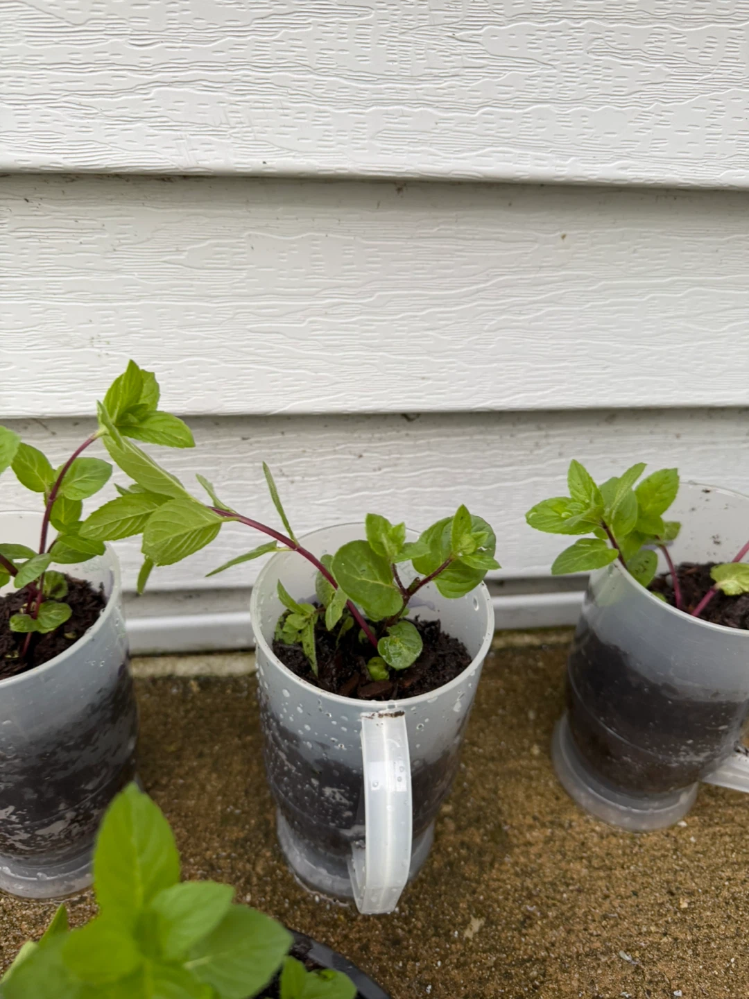 Mint Plants - Multiple Pots organic $5ea - photo 3