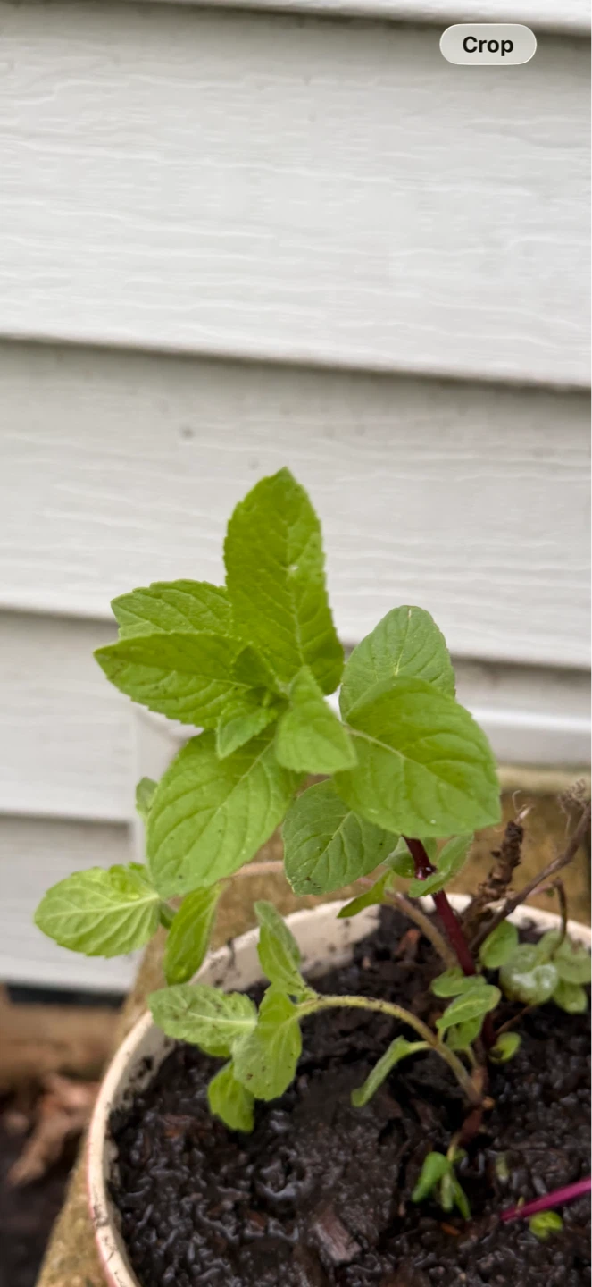Mint Plants - Multiple Pots organic $5ea - photo 2