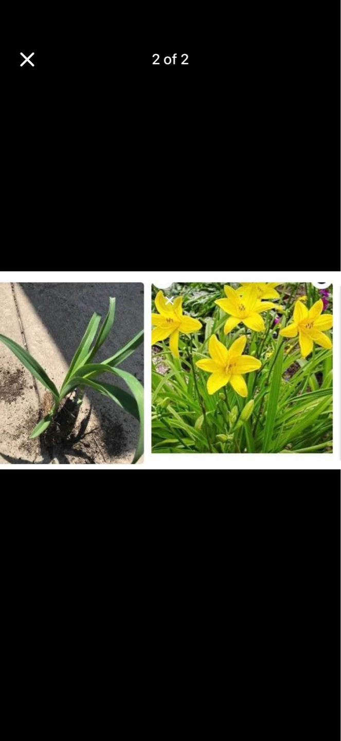 Daylily Plant for Sale .  5 plants for $15
