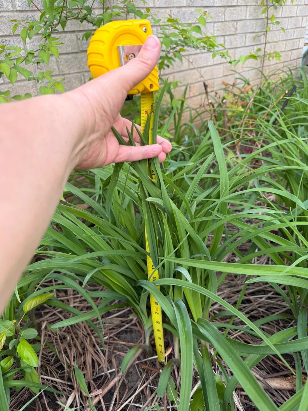Daylily Plant for Sale .  5 plants for $15 - photo 2