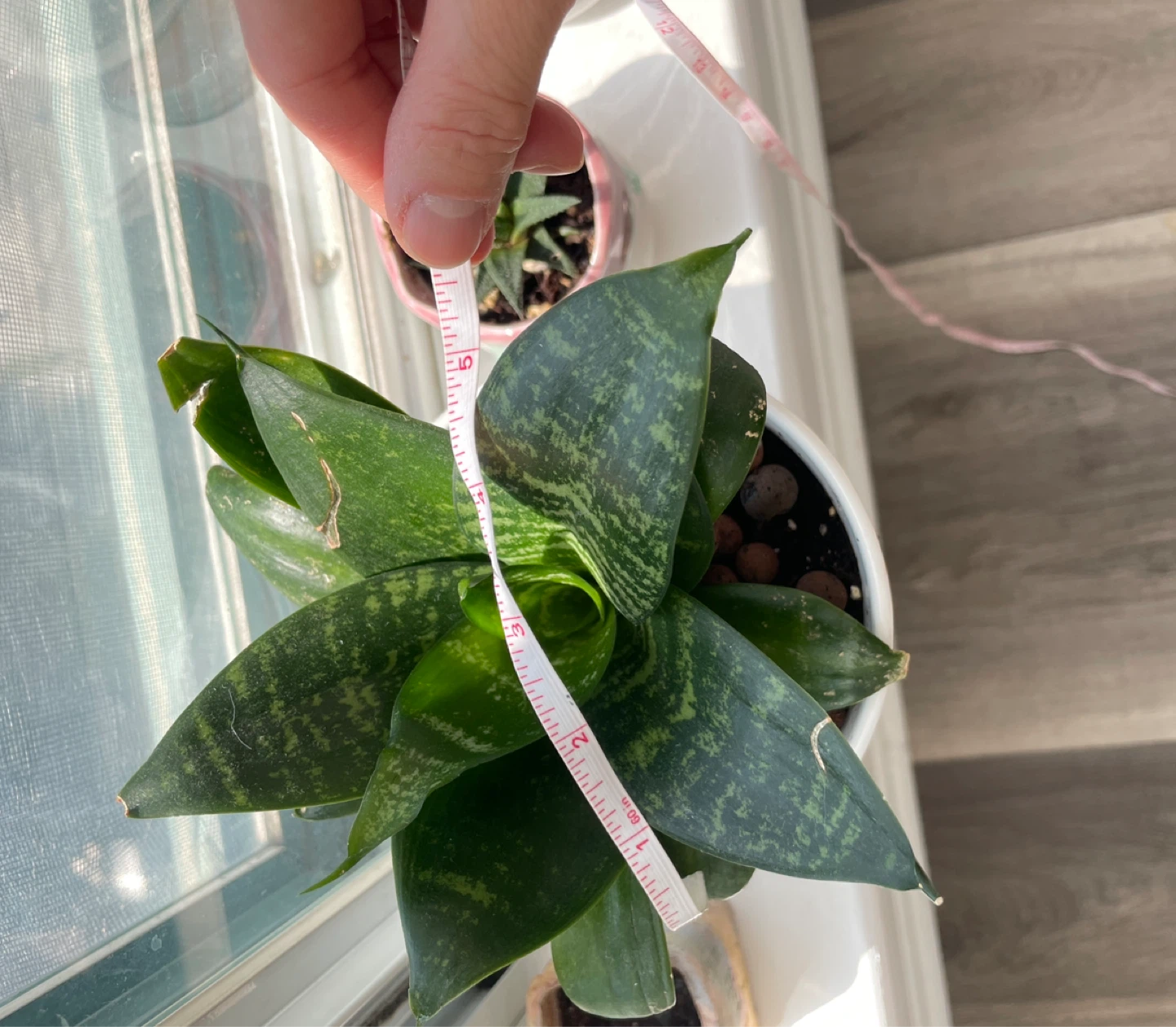 Plants - photo 5