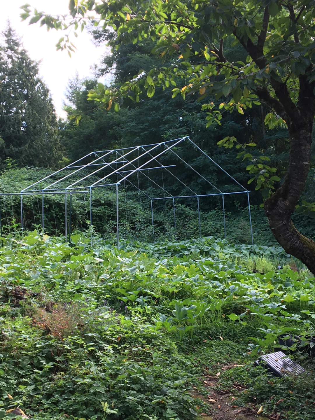Green House Frame