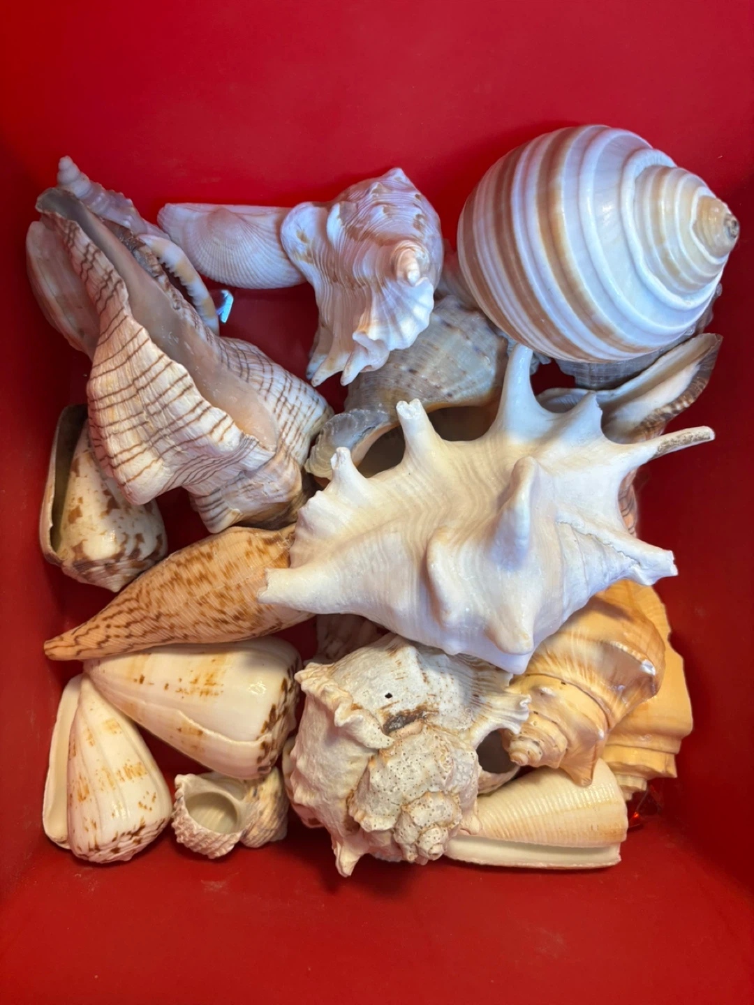 🍃 Assorted Seashells Collection