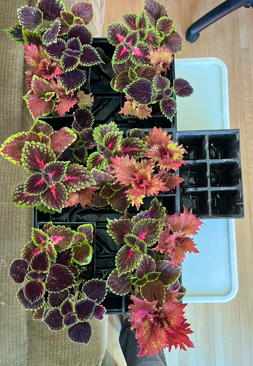 Coleus Plants - 6 Pack - photo 2