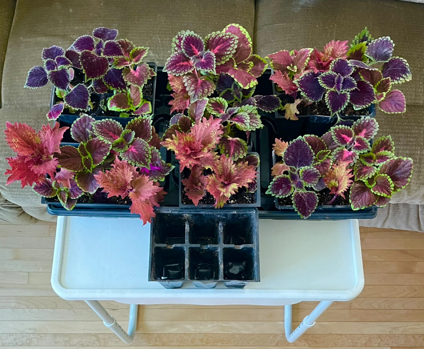 Coleus Plants - 6 Pack