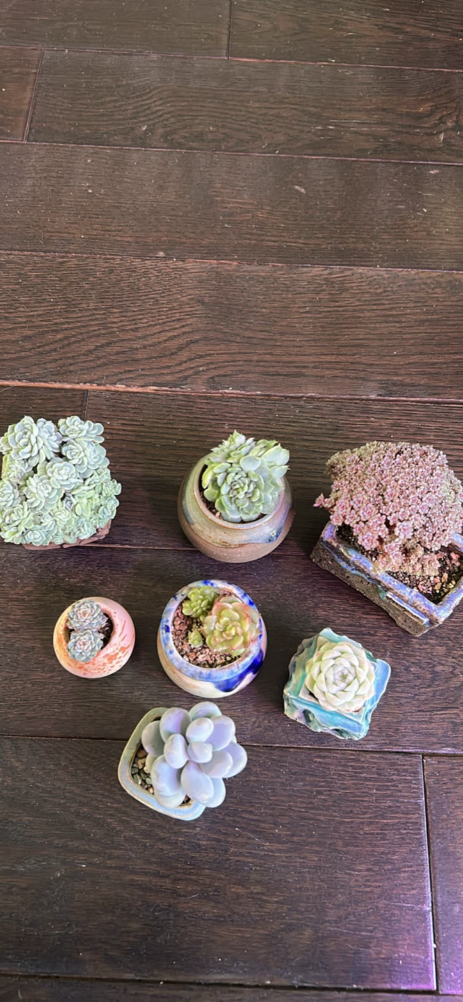 House plants and succulents
