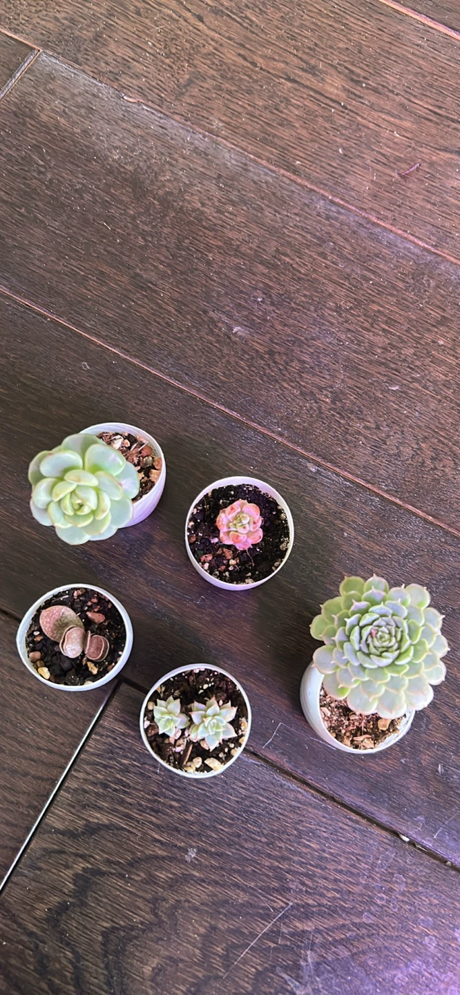 House plants and succulents - photo 4