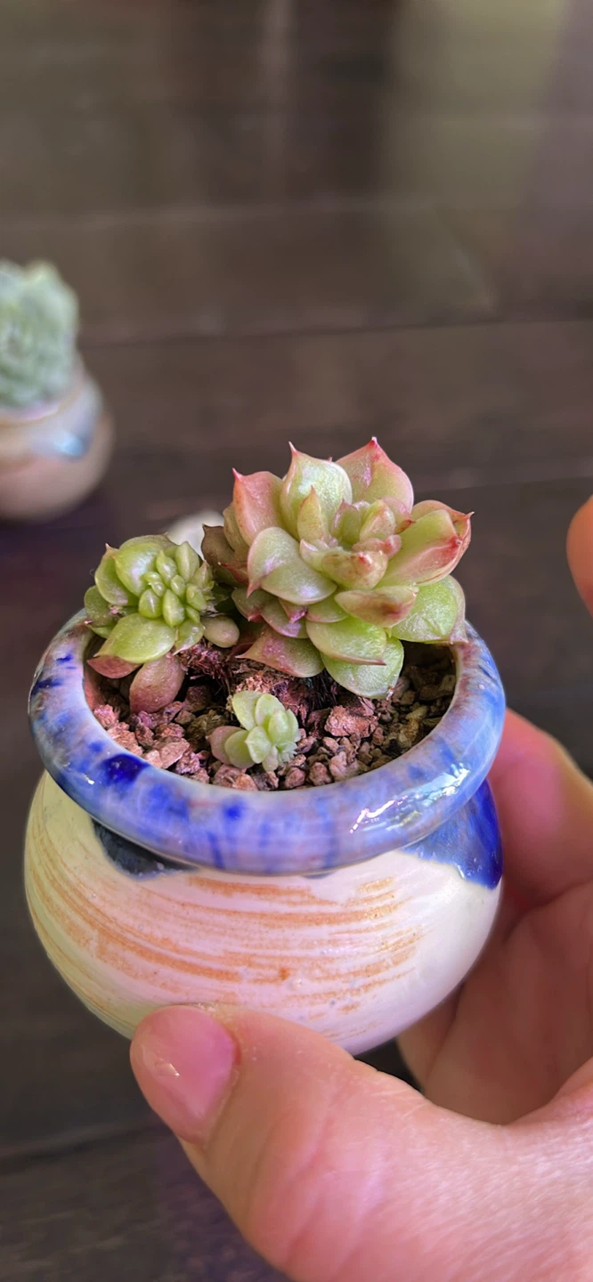 Mature succulents ($25 and up) - photo 5