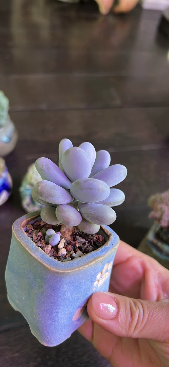 Mature succulents ($25 and up) - photo 5